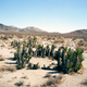 Image for article titled The Oldest Living Things in the World